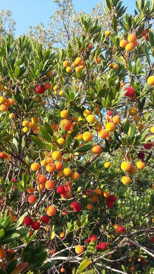 Corsica Monti Gite Appart Petreto-Bicchisano Bagian luar foto
